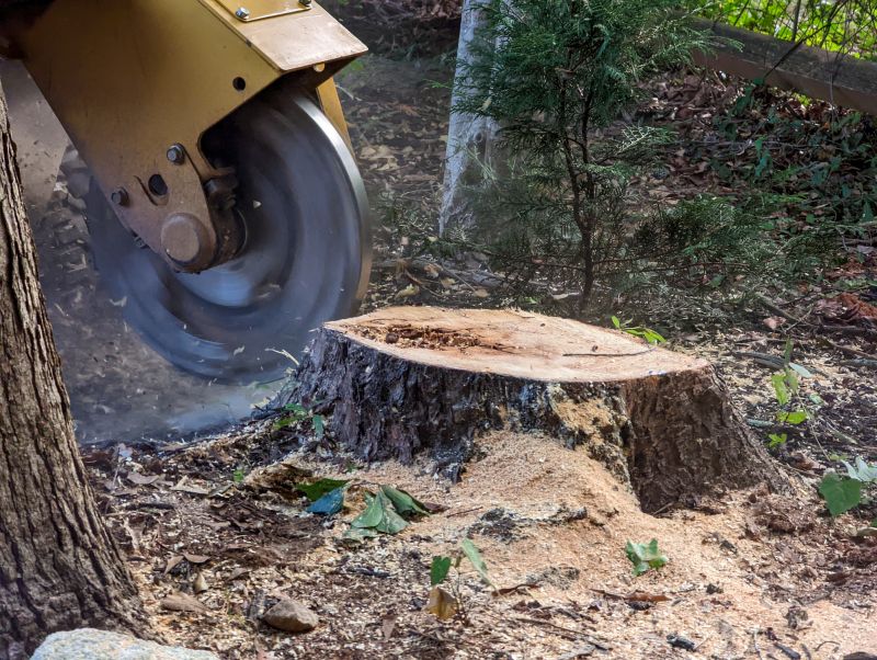 Tree Stump Removal in Aiken, SC