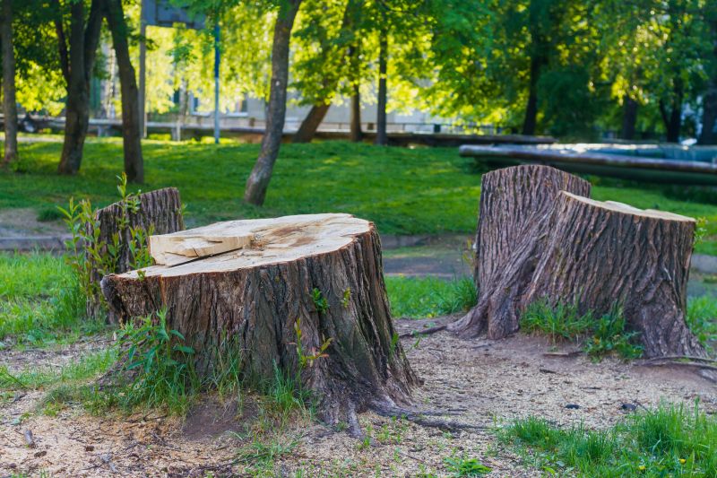 Tree Trunk Removal in Aiken, SC
