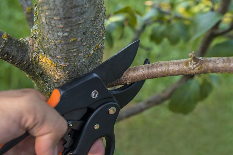 Willow Tree Removal in Pottstown, PA